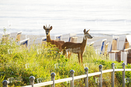Rehe im Ostseebad Binz auf Rügen