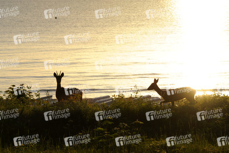 Rehe im Ostseebad Binz auf Rügen