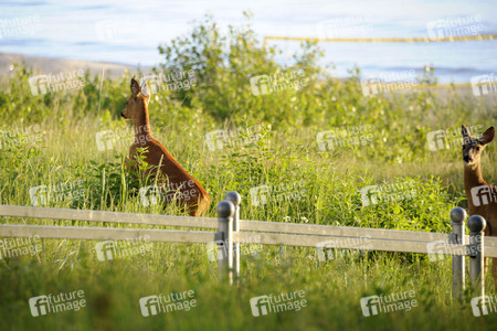 Rehe im Ostseebad Binz auf Rügen