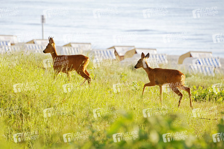 Rehe im Ostseebad Binz auf Rügen