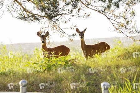 Rehe im Ostseebad Binz auf Rügen