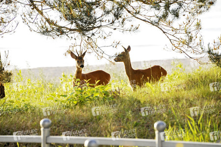 Rehe im Ostseebad Binz auf Rügen