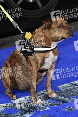 Filmpremiere 'Transformers: The Last Knight' in London