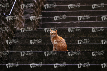 Symbolfoto Kastrationspflicht