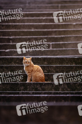 Symbolfoto Kastrationspflicht