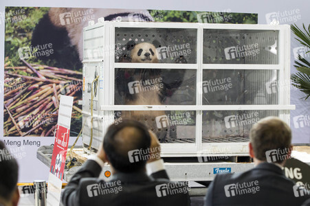 Ankunft der Pandabären Meng Meng und Jiao Qing in Berlin