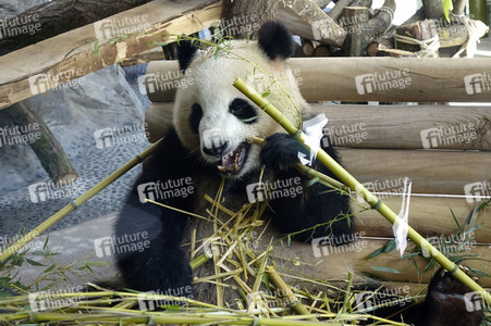 Eröffnung der Pandabären-Anlage im Zoo Berlin