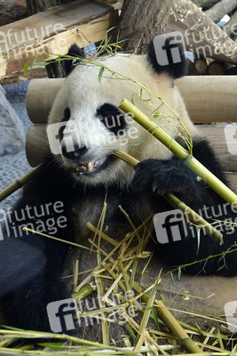 Eröffnung der Pandabären-Anlage im Zoo Berlin