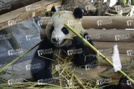 Eröffnung der Pandabären-Anlage im Zoo Berlin