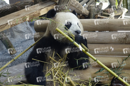 Eröffnung der Pandabären-Anlage im Zoo Berlin