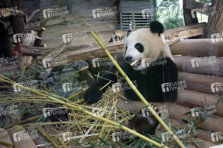 Eröffnung der Pandabären-Anlage im Zoo Berlin