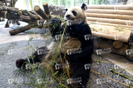 Eröffnung der Pandabären-Anlage im Zoo Berlin