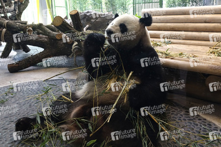 Eröffnung der Pandabären-Anlage im Zoo Berlin