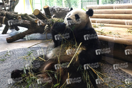 Eröffnung der Pandabären-Anlage im Zoo Berlin