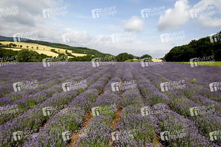 NATURE ART: Lavendel / Lavender Bodypainting
