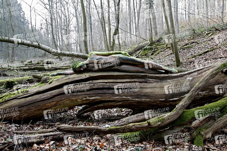'Nature Art - Bodypainting in Landscapes' Kalender 2018
