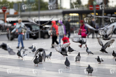 Symbolfoto Stadttauben