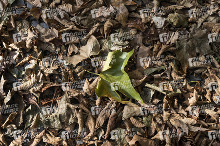 Symbolfoto Herbst