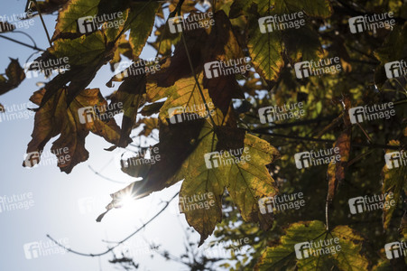 Symbolfoto Herbst