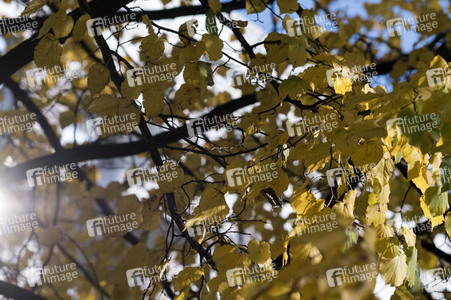 Symbolfoto Herbst