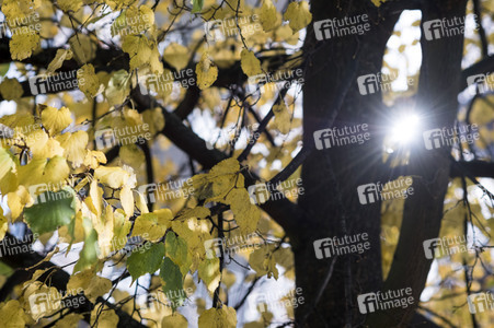 Symbolfoto Herbst