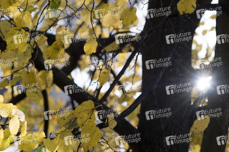 Symbolfoto Herbst