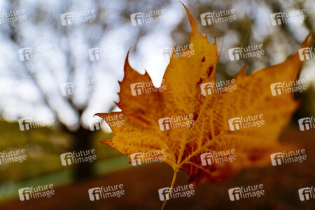 Symbolfoto Herbst