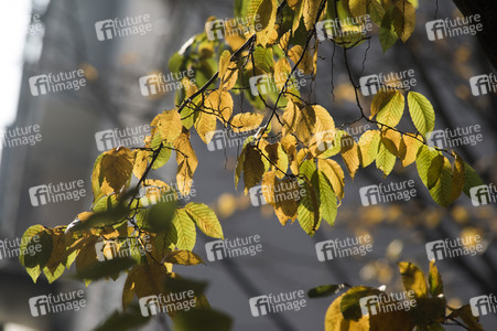 Symbolfoto Herbst