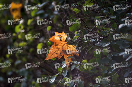 Symbolfoto Herbst
