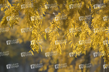Symbolfoto Herbst