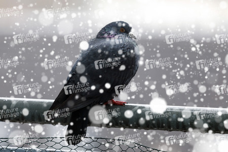 Symbolfoto Schneefall