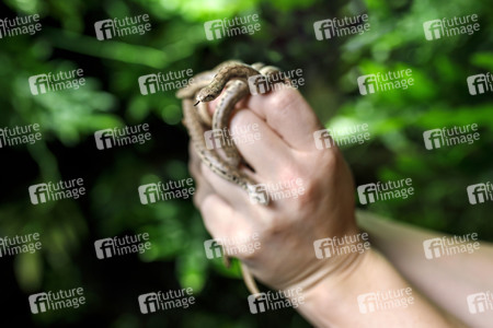 Symbolfoto Schlangenbrut