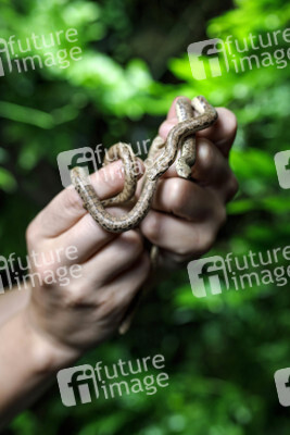 Symbolfoto Schlangenbrut