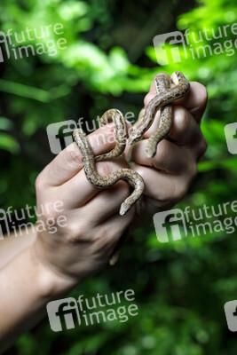 Symbolfoto Schlangenbrut