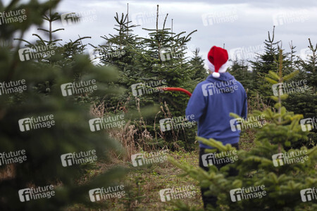 Symbolfoto Tannenbaum