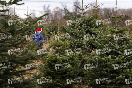 Symbolfoto Tannenbaum