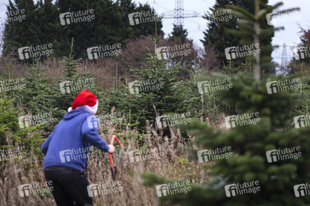 Symbolfoto Tannenbaum