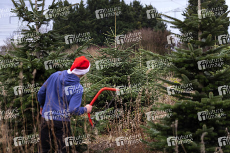 Symbolfoto Tannenbaum
