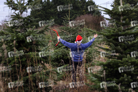 Symbolfoto Tannenbaum