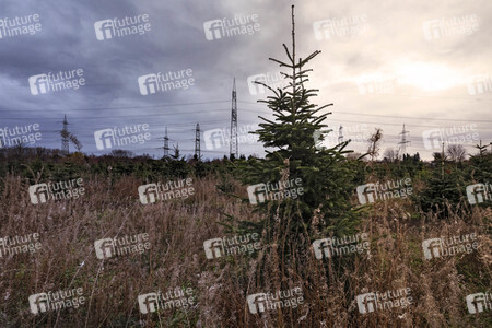 Symbolfoto Tannenbaum