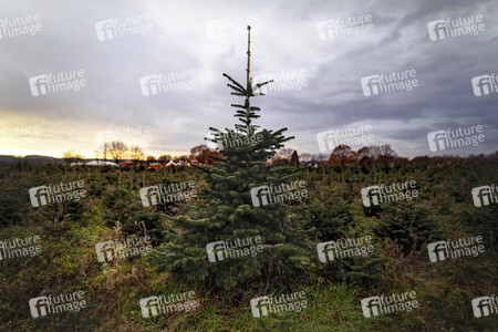 Symbolfoto Tannenbaum