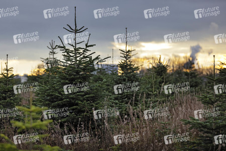 Symbolfoto Tannenbaum