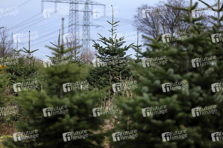 Symbolfoto Tannenbaum