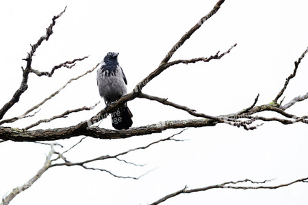 Symbolfofo Pechvogel