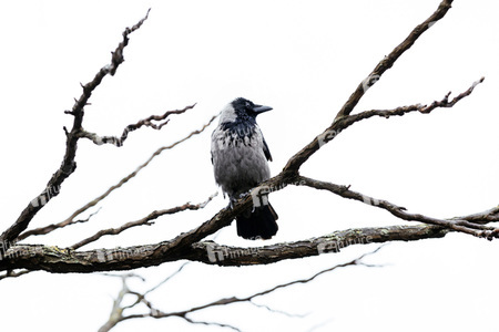 Symbolfofo Pechvogel