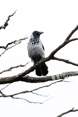 Symbolfofo Pechvogel