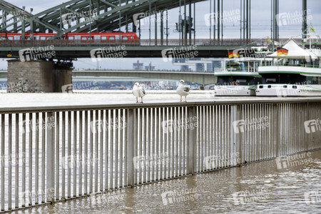 Hochwasser in Köln
