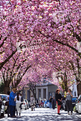 Impressionen von der Kirschblüte 2018 in Bonn