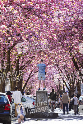 Impressionen von der Kirschblüte 2018 in Bonn