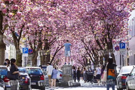 Impressionen von der Kirschblüte 2018 in Bonn